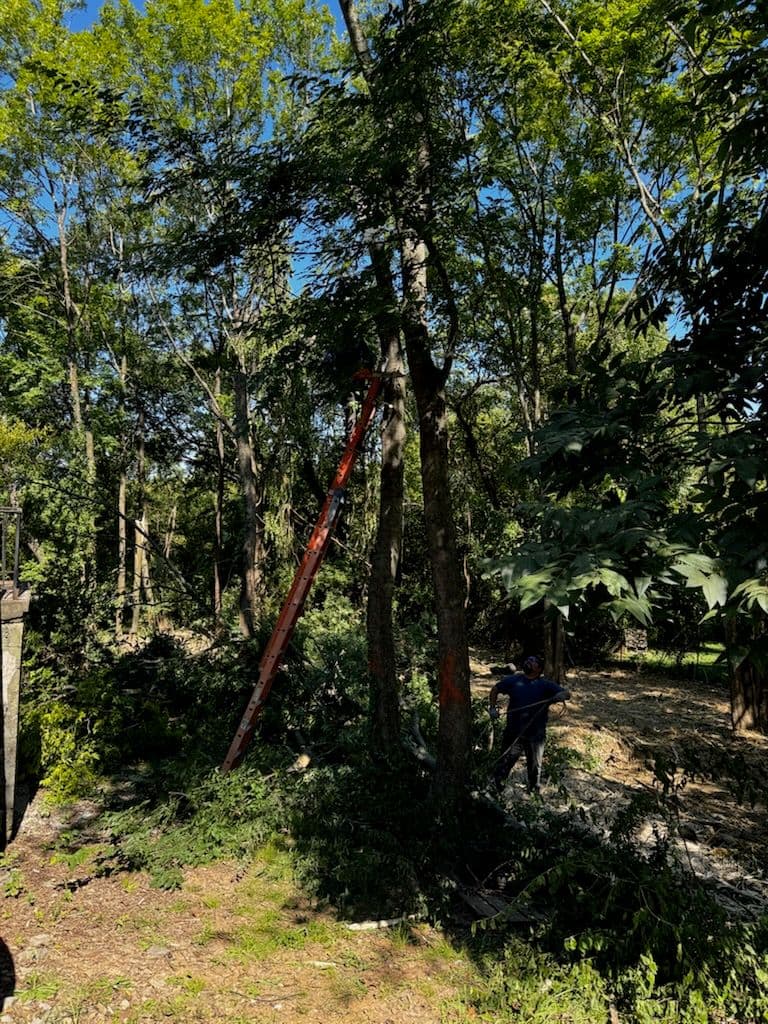 Expert Tree Pruning and Yard Cleanup Service